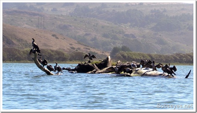 cormorants