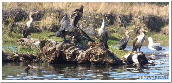 cormorants