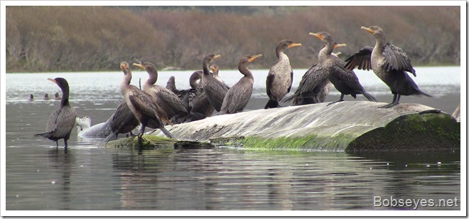 cormorants