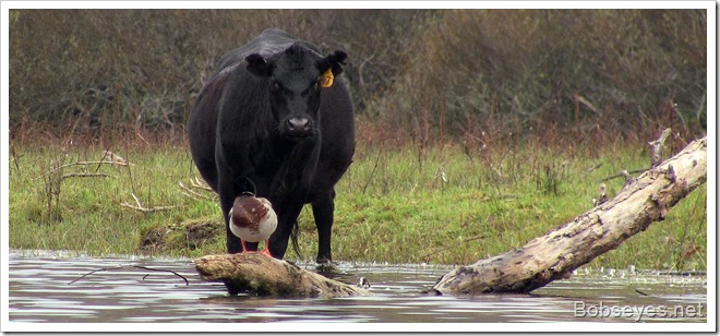 cowduck