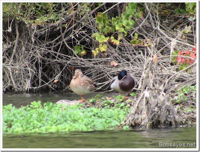 ducks