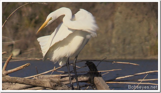 egret2