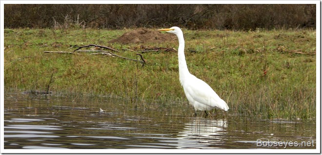 egret2