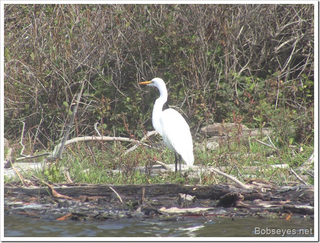 egret2