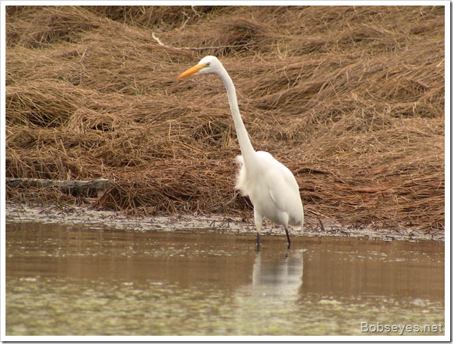 egret