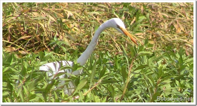 egret