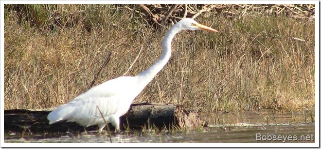 egret