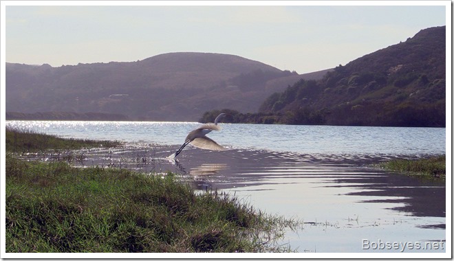 egret