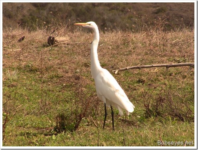 egret