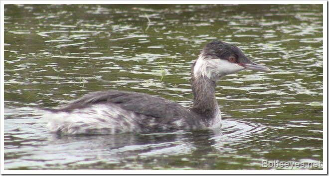 grebe3