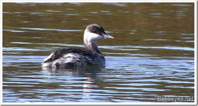 grebe