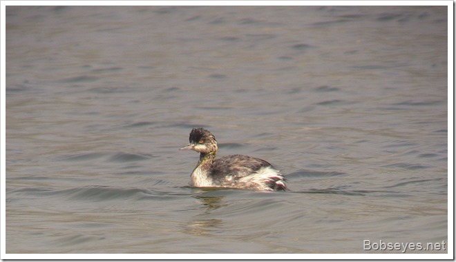 grebe