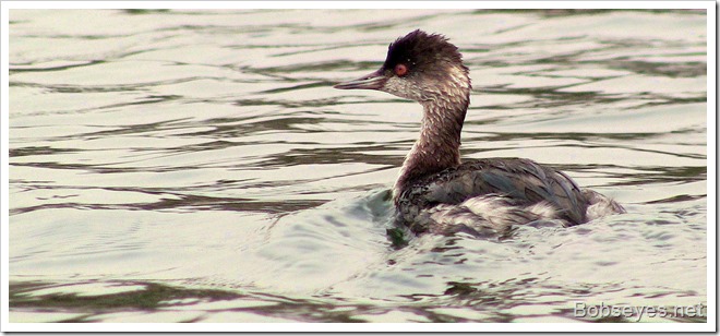 grebe