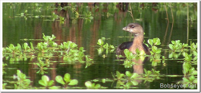 grebe