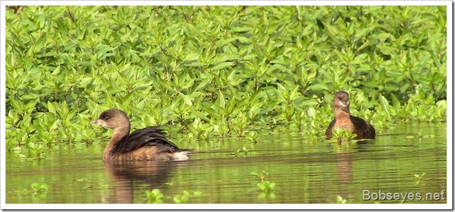 grebes