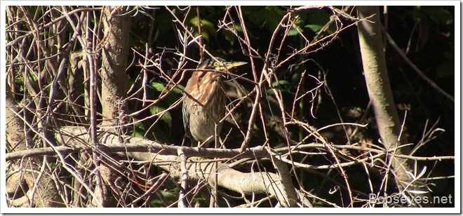 greenheron