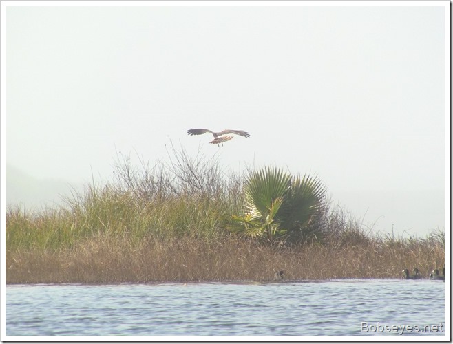 hawkcoots