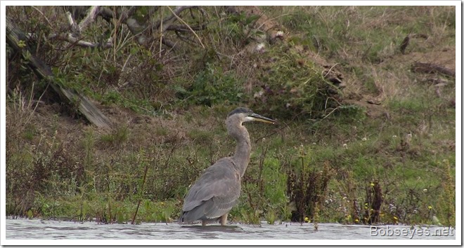 heron