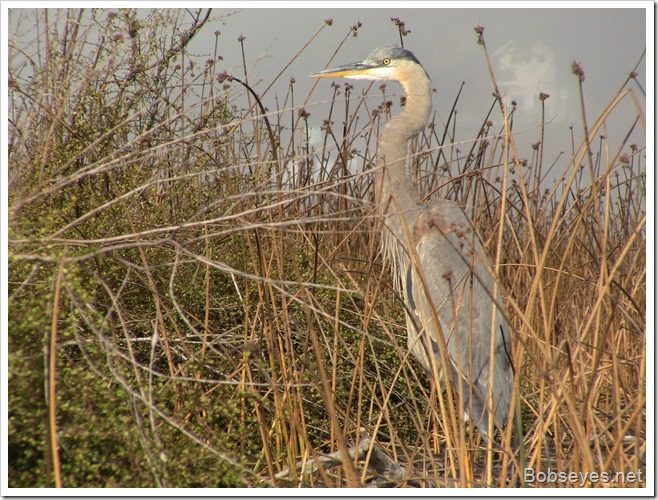 heron