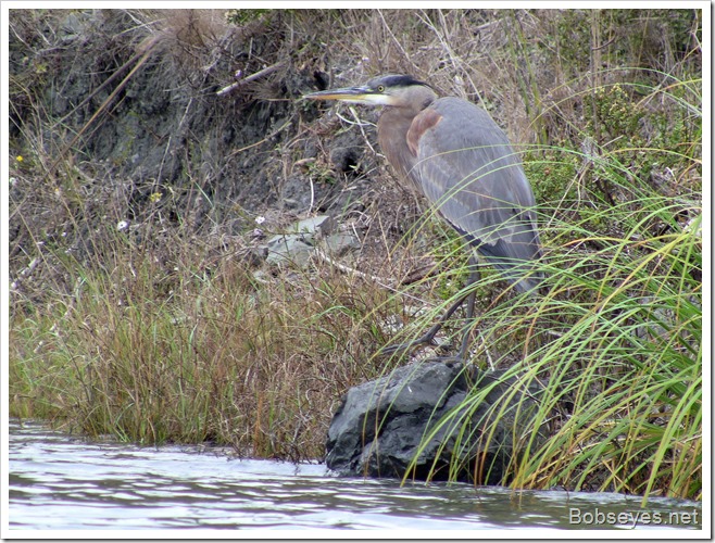 heron