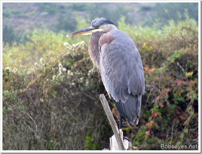 heron