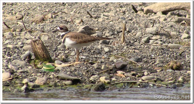 killdeer