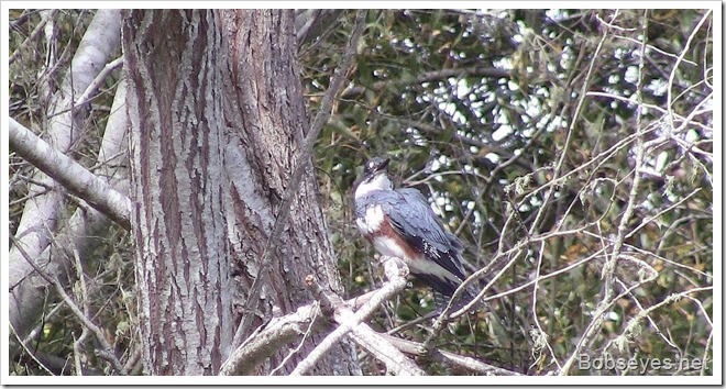 kingfisher