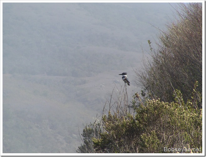 kingfisher