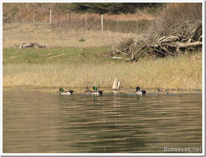 mallards