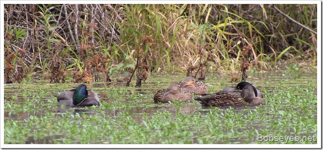 mallards