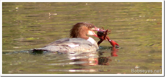 merganser