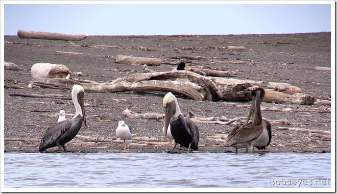 pelicans