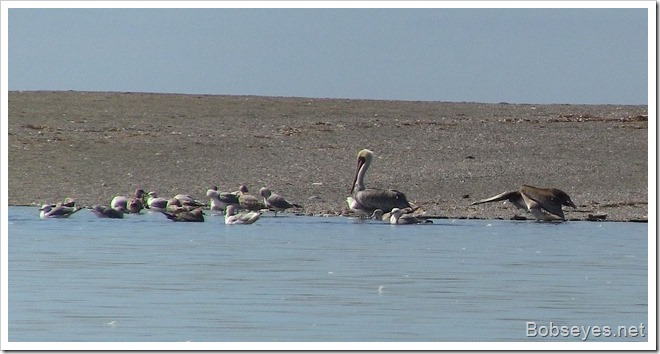 pelicans