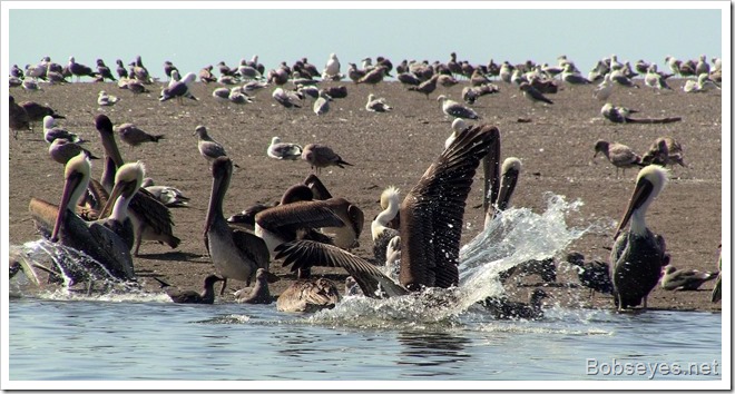 pelicans