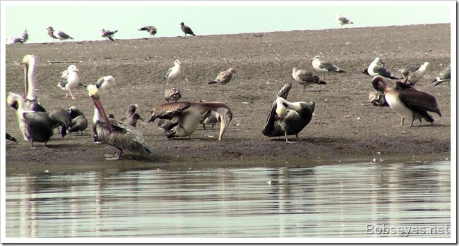 pelicans