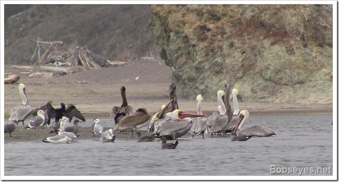 pelicans