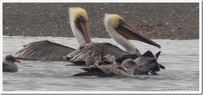 pelicans