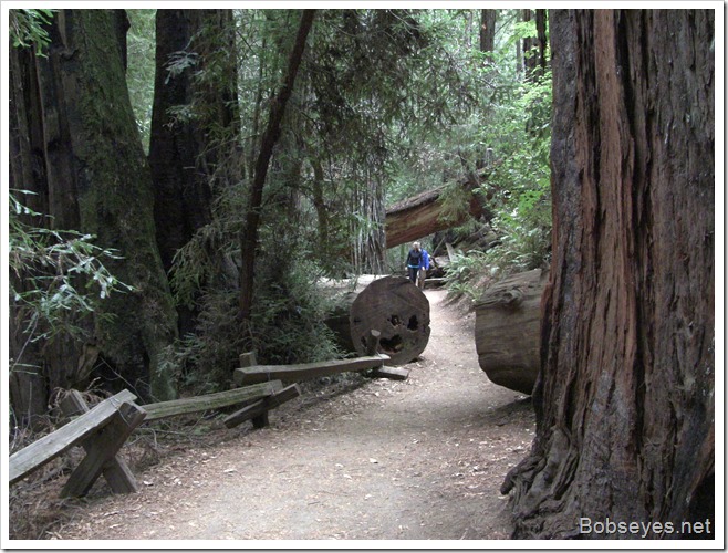 redwoodtrail