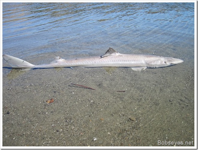 sandshark