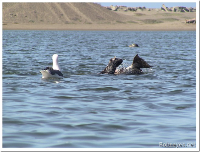 sealbird