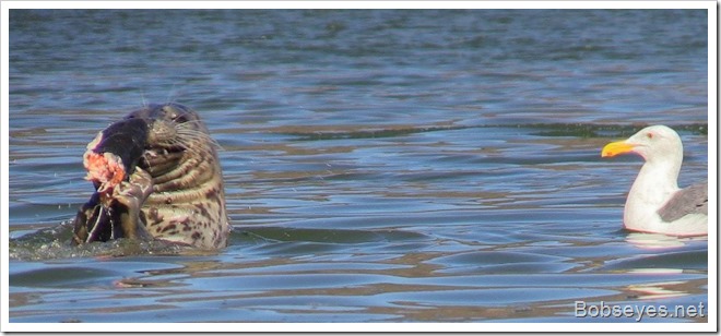 sealclaws