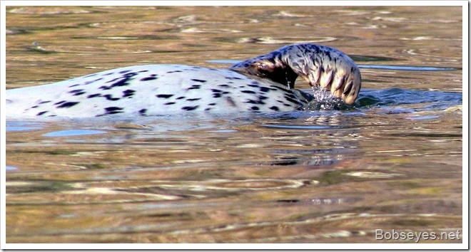 sealpaw