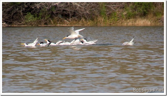 terns