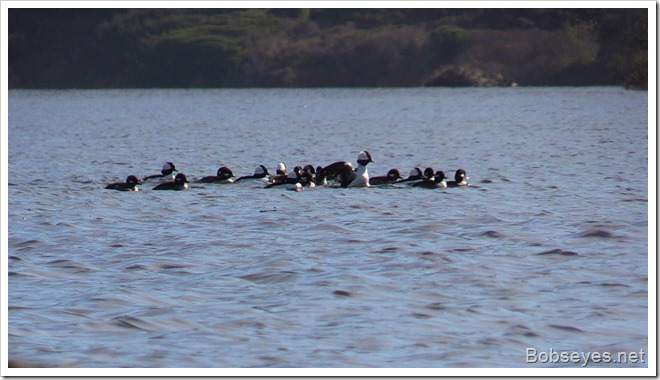 buffleheads