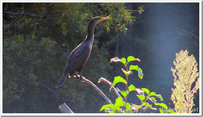 cormorant