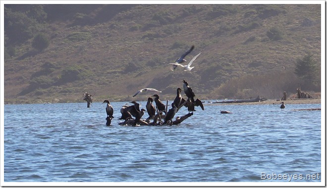 cormorants