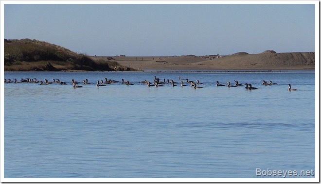 cormorants