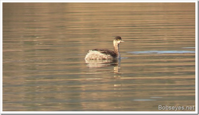 grebe