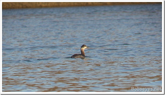 grebe