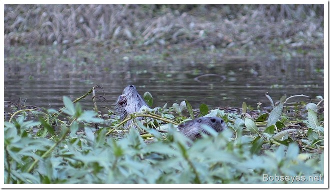 otters